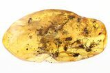Jumping Spider, Flies, Wasps, Fungus Gnat, and Mites In Baltic Amber #321714-1